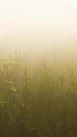 Quiet concept of CGI wild field flowers in deep fog video