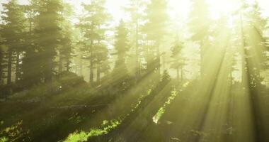 Fresh concept of CGI Sunlight filtering through trees in a serene forest during early morning hours video