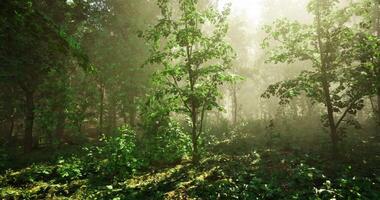 Foggy CGI Sunlight filtering through dense trees in a serene forest setting video