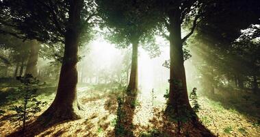 A CGI Bright sunlight filters through tall trees in a serene forest setting video