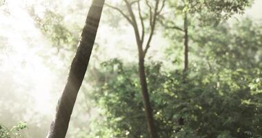 Tranquility-filled CGI Sunlight filtering through lush green trees in a serene forest setting video