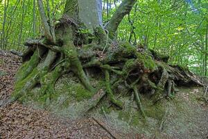 Exposed tree roots covered with moss in forest photo