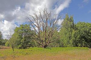 Dead tree with bare branches in open landscape photo