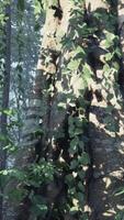 Light-infused CGI Bright sunrise shines on an empty forest lane video