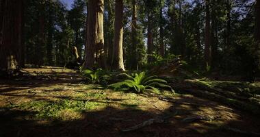 Mystic CGI Sunlight filtering through dense trees in a tranquil forest setting video