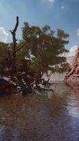 CGI Colorado river with red stones and trees video
