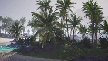 A CGI Lush tropical landscape with palm trees and serene beach view video