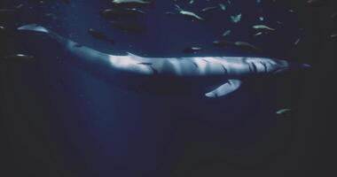 Stylized CGI Majestic blue whale swimming in deep ocean surrounded by smaller fish video