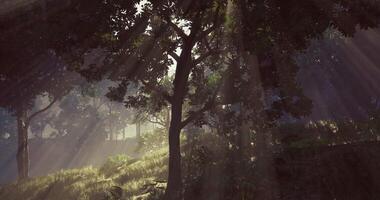 CGI Light filters through trees in a serene forest landscape at dawn video