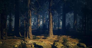 Wooded CGI Sunlight filtering through tall trees in a serene forest setting video