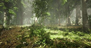 A CGI Lush green forest with sunlight filtering through trees during daytime video