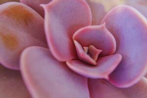 Silken Rosette The Gentle Grace of Echeveria Lilacina photo