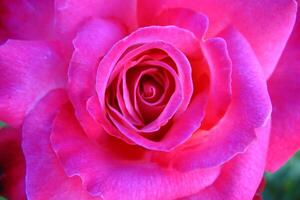 Petals of Affection The Soft Whisper of the Pink Rose photo