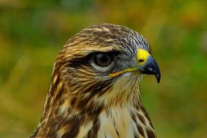 Golden Sentinel Watchful Eyes of the Sky photo