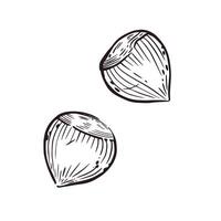A set of illustrations, hazelnuts, hazelnuts hand-drawn in ink. The illustration is suitable for printing on food packaging, store decor, printing on fabric and paper vector