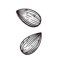 Set of illustrations with nuts, almonds. All objects are hand-drawn in ink. The illustration is suitable for the decoration of food packaging, plant-based milk, printing on fabric and paper vector