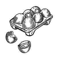 Chicken eggs, egg cell, cracked egg. Everything is hand-drawn in ink and translated into . The illustration is suitable for printing on food, farm products, in store design vector
