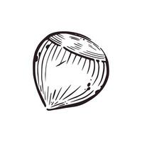 Hazelnut hand-drawn in in gray ink. illustration is suitable for food packaging design, fabric printing and paper vector
