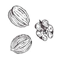 A set of illustrations. Walnut set, inshell nuts, walnut without shell. All objects are hand-drawn with ink. The illustration is suitable for printing on paper, for product packaging design vector