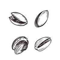illustration set, pistachio nuts in shell and without it. All objects are hand-drawn in ink. Illustrations are suitable for printing on fabric and paper, for product packaging design vector