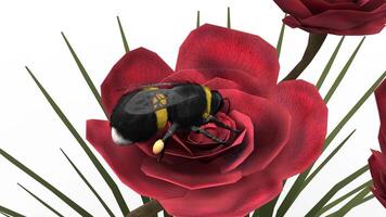 bumble bee hovering over flower video