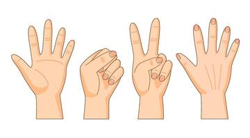 Front and back sides of hand, hand gestures, palm, fist, victory hand, illustration vector