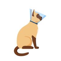 Cat in cone collar, siamese cat wrapped in Elizabethan collar, protection from licking for pet after treatment, cone of shame, vector