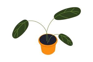Strelitzia plant icon, tropical houseplant with large leaves in decorative flower pot, indoor greenery element for home or office decor, modern ceramic container with exotic foliage flat illustration. vector