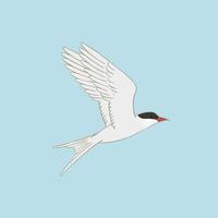 Arctic tern illustration on blue background. Flying white bird with red beak vector