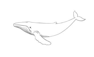 Humpback Whale line art. Whale linear sketch drawing isolated on white background vector