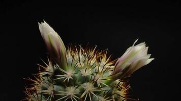 A cactus plant with two flowers on it video