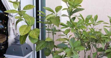 Balcony transformation showcasing lush greenery and vibrant plants arranged to create an inviting atmosphere in an urban environment during daytime. video