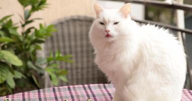 White cat sits comfortably on outdoor table, enjoying warm sunlight on balcony. Surrounding plants add greenery to tranquil setting. Cat appears curious and playful while watching outside. video