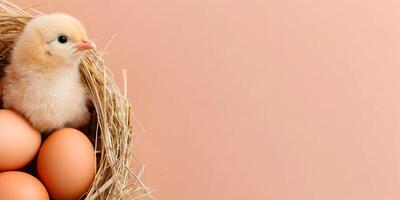 Cute Baby Chick in Hay Nest with Brown Eggs Easter Springtime Theme photo