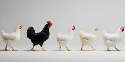 Black Rooster and Four White Hens Walking in a Row Farm Animals Poultry Birds photo