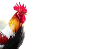 Colorful Rooster with Red Comb Closeup Profile View on White Background photo