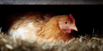 Light Brown Hen Resting in Nest Box Straw Hay photo