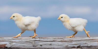 Two Fluffy Baby Chicks Walking on Wooden Log Blue Sky Background photo