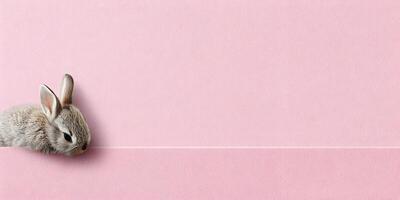 Cute Baby Bunny Rabbit on Pink Background Easter Spring Card Design photo