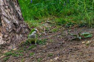 Green Parrot by Tree Trunk photo