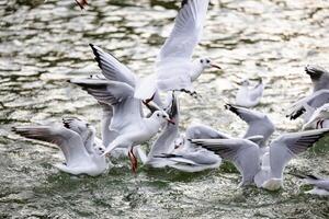 Flock of Seagulls in Dynamic Flight over Sparkling Water Surface photo