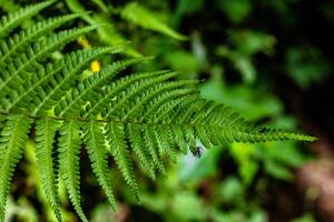 Closeup of Fern Leaf with Insect photo