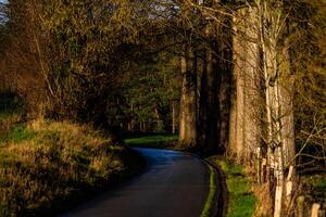 Serene Sunlit Forest Pathway Curving Through Tall Rustic Trees photo