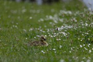 Gosling Resting in Flowered Meadow photo