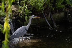 Graceful Heron Standing in Serene Stream Surrounded by Lush Greenery photo