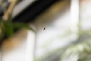 Close-Up of Spider in Web with Blurred Background and Soft Lighting photo