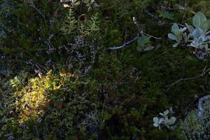 Sunlit Heather and Woodland Foliage in Quiet Forest Floor Scene photo