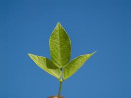 Growing green leaf development in nature outdoor setting close-up vibrant sky photo