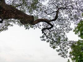 Serene tree branches stretching overhead nature scene urban environment peaceful viewpoint photo
