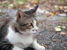 Curious cat observing nature outdoors animal photography calm environment close-up view wildlife awareness photo